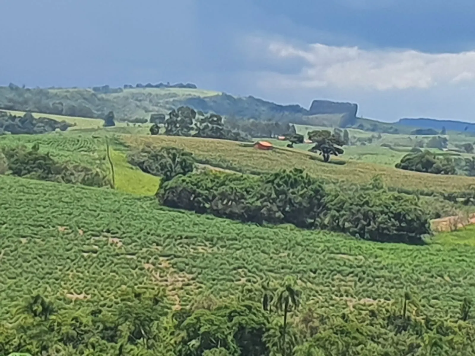 Fazenda à venda e para Arrendar de 303 ha em Bofete, SP, Brasil