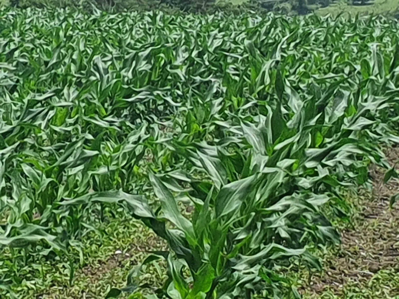 Fazenda à venda e para Arrendar de 303 ha em Bofete, SP, Brasil