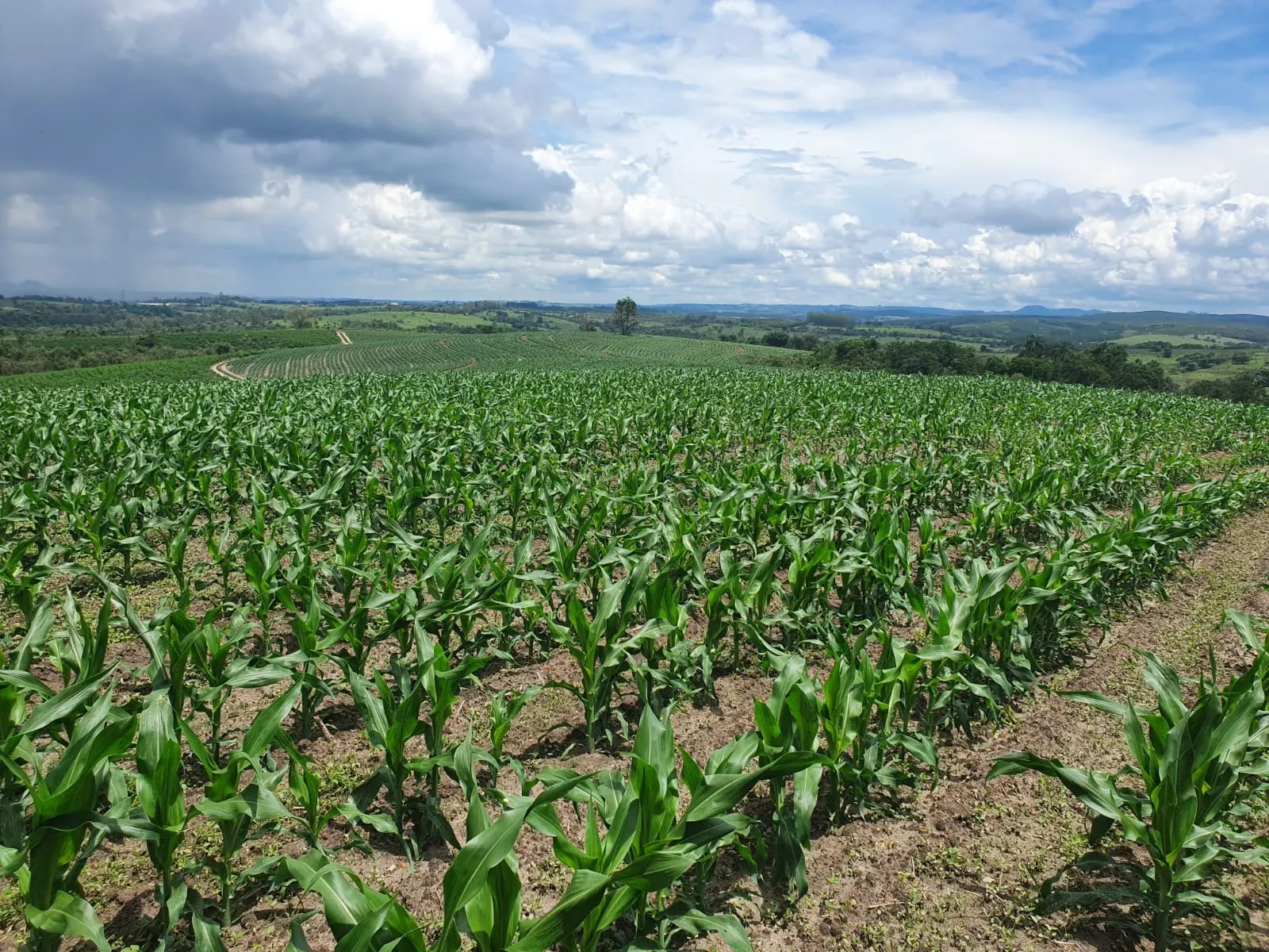 Fazenda à venda e para Arrendar de 303 ha em Bofete, SP, Brasil
