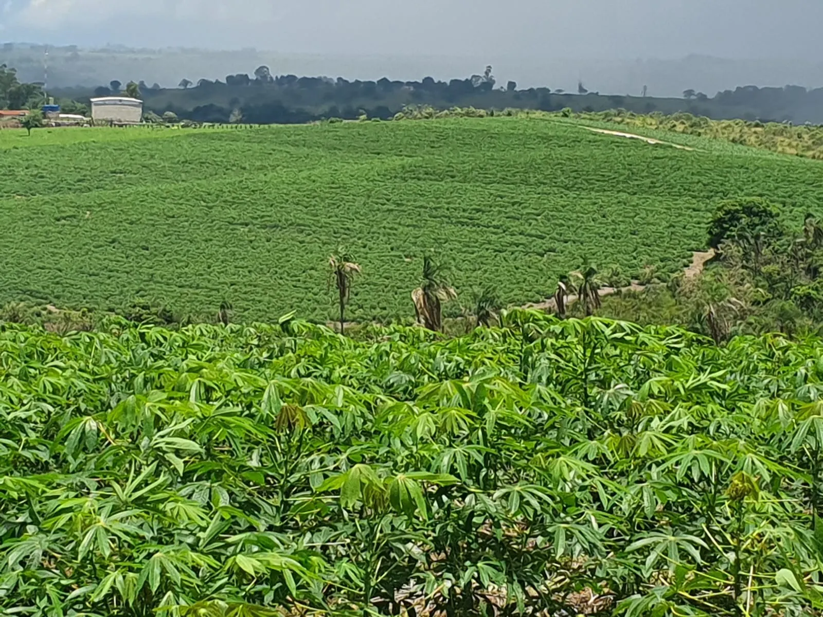 Fazenda à venda e para Arrendar de 303 ha em Bofete, SP, Brasil