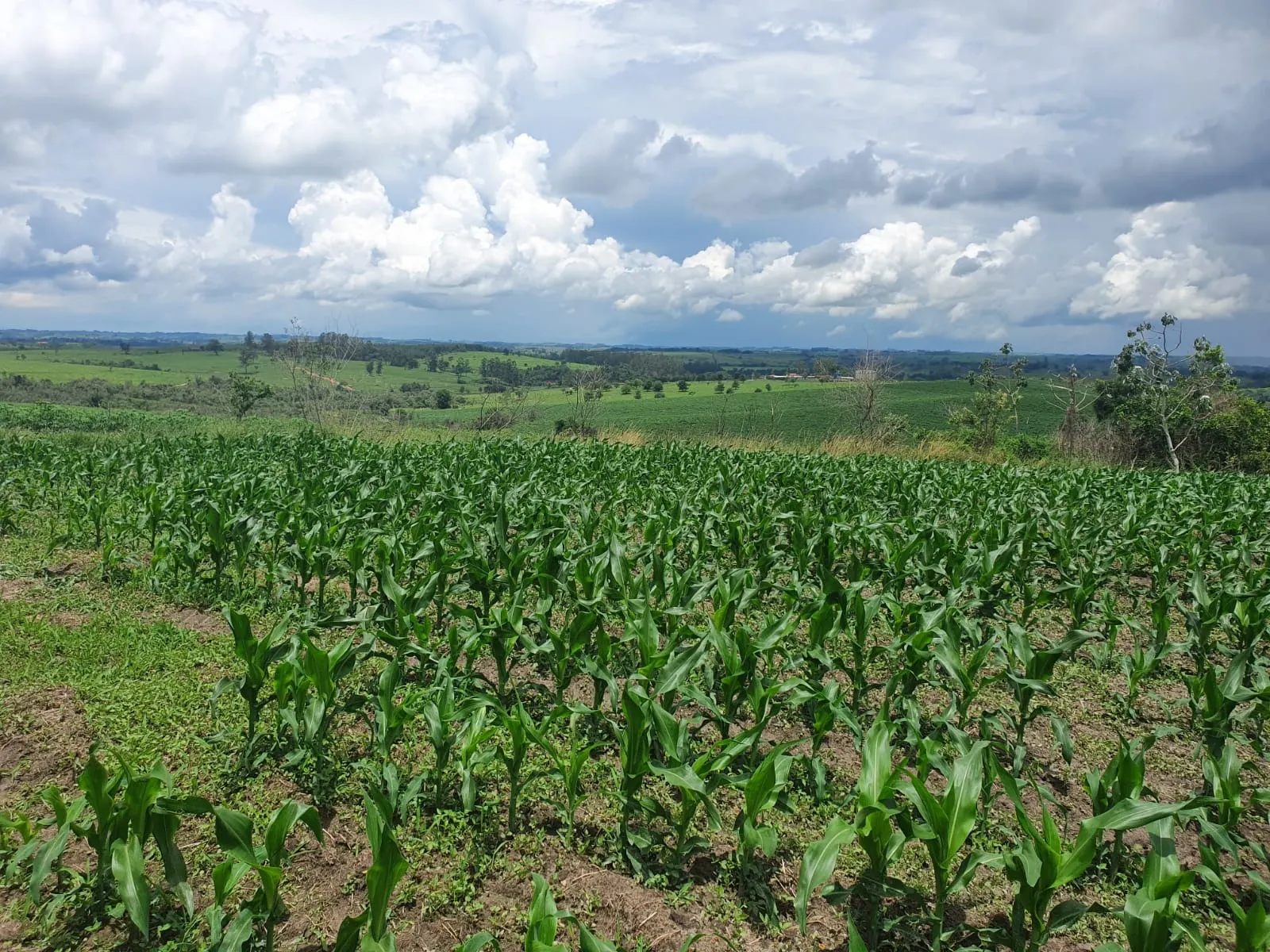 Fazenda à venda e para Arrendar de 303 ha em Bofete, SP, Brasil