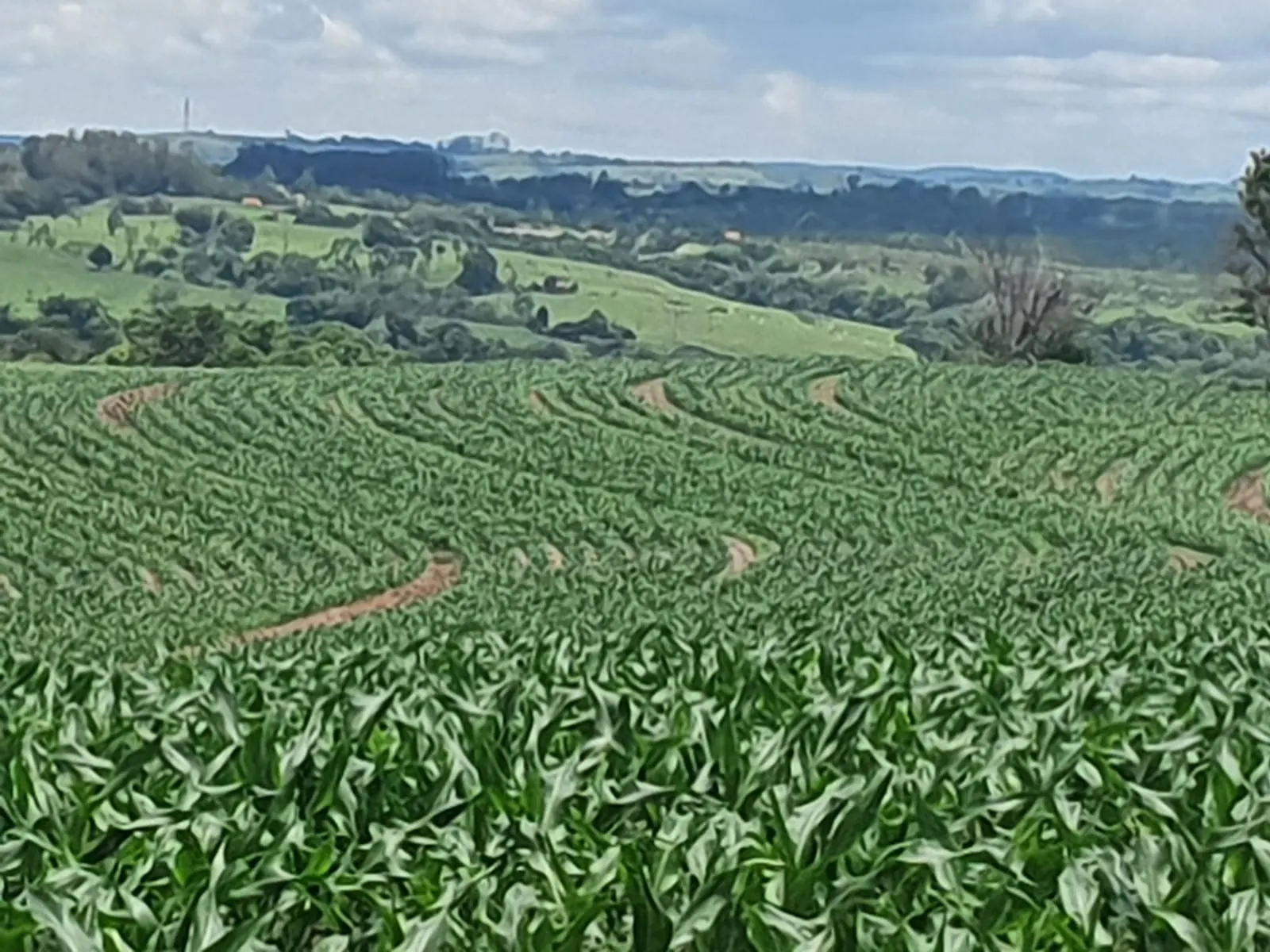 Fazenda à venda e para Arrendar de 303 ha em Bofete, SP, Brasil
