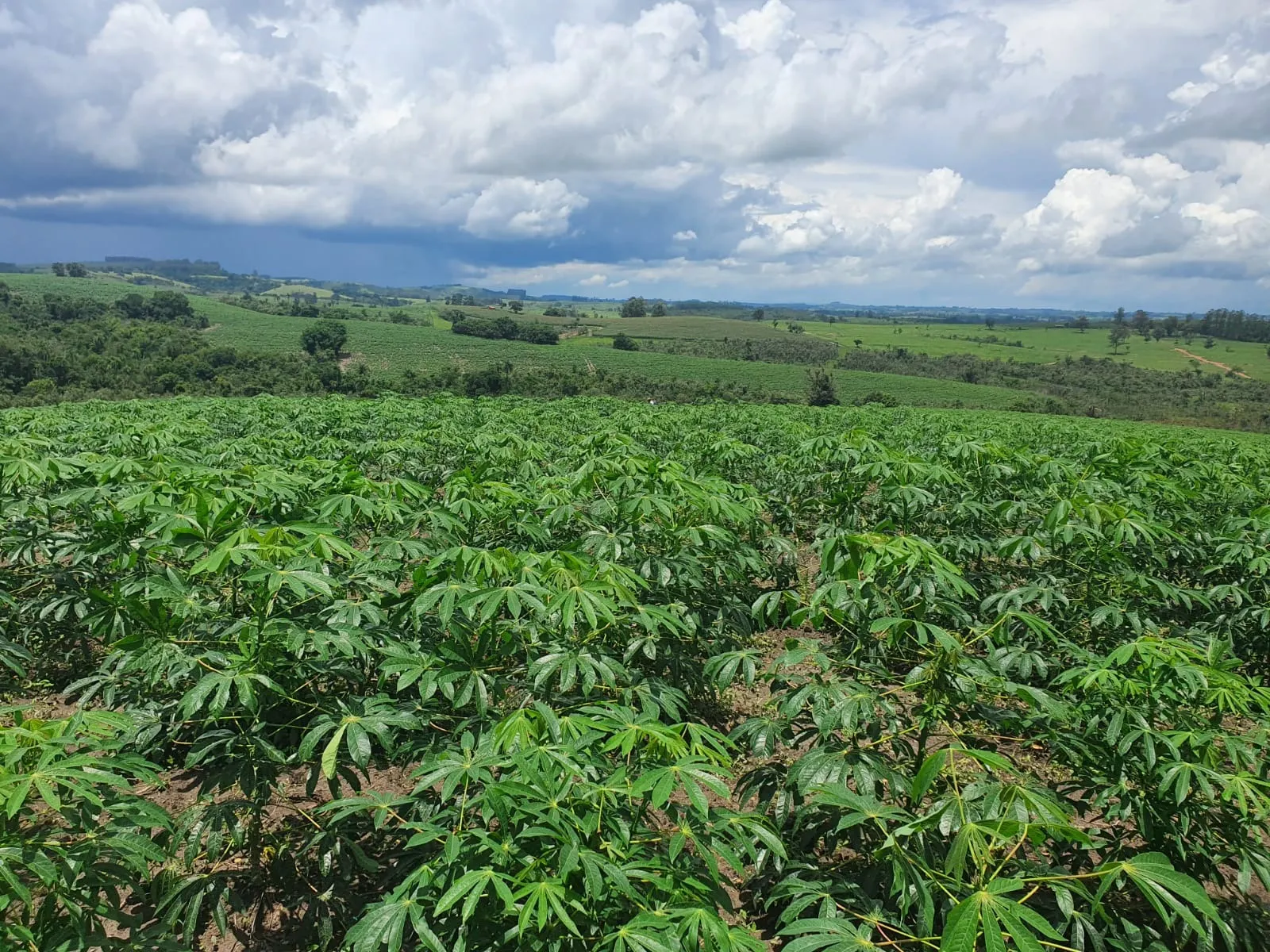 Fazenda à venda e para Arrendar de 303 ha em Bofete, SP, Brasil