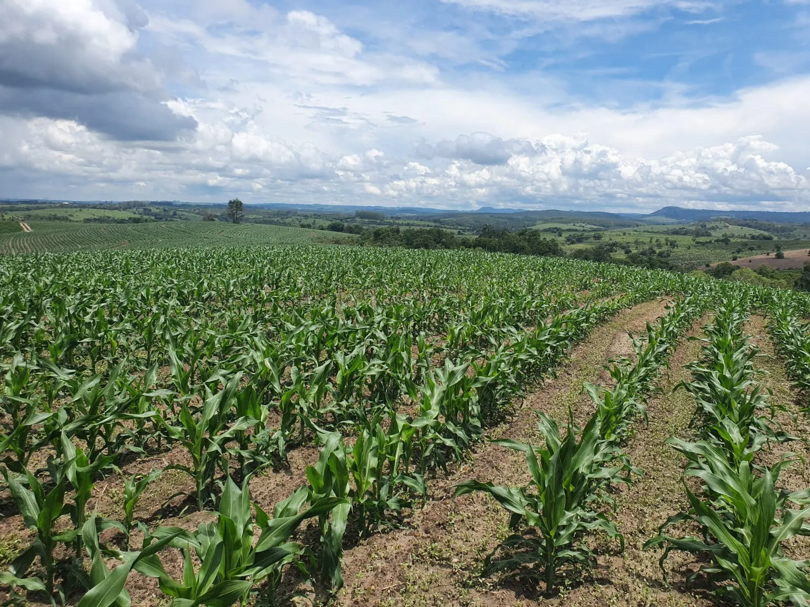 Fazenda à venda e para Arrendar de 303 ha em Bofete, SP, Brasil