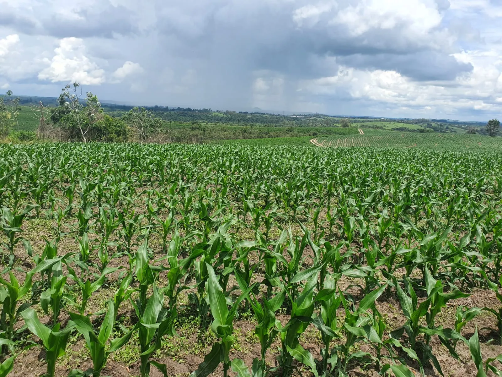 Fazenda à venda e para Arrendar de 303 ha em Bofete, SP, Brasil