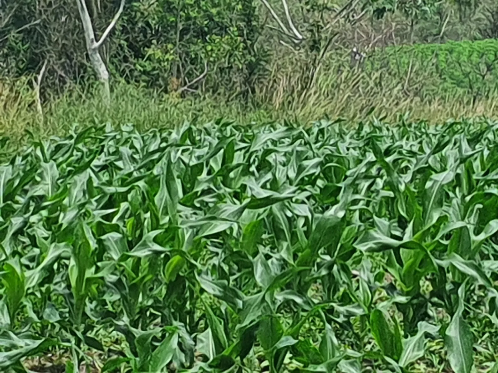 Fazenda à venda e para Arrendar de 303 ha em Bofete, SP, Brasil