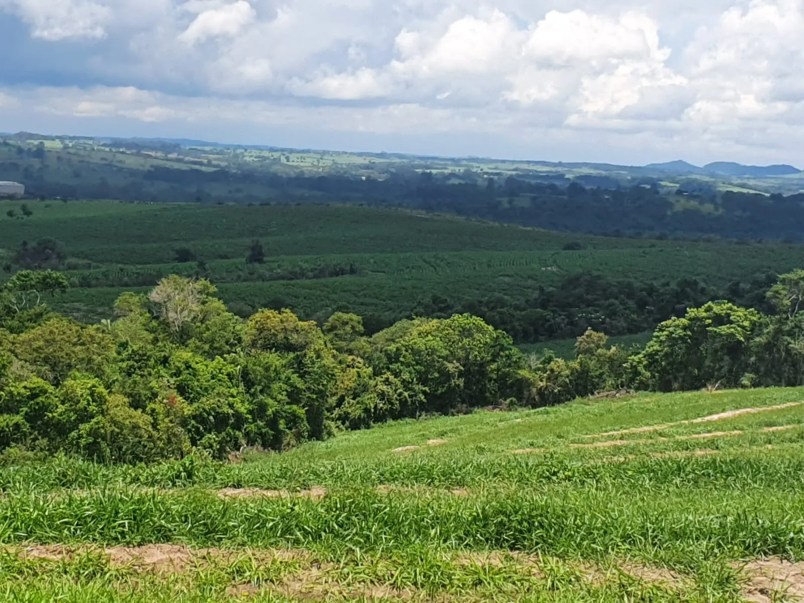 Fazenda à venda e para Arrendar de 303 ha em Bofete, SP, Brasil