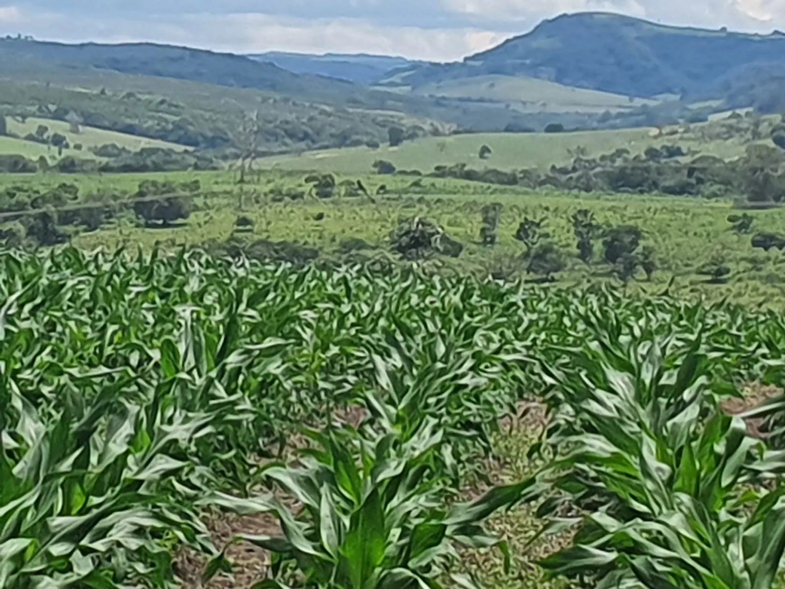 Fazenda à venda e para Arrendar de 303 ha em Bofete, SP, Brasil