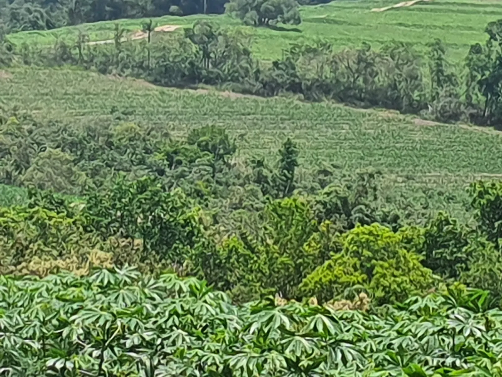 Fazenda à venda e para Arrendar de 303 ha em Bofete, SP, Brasil
