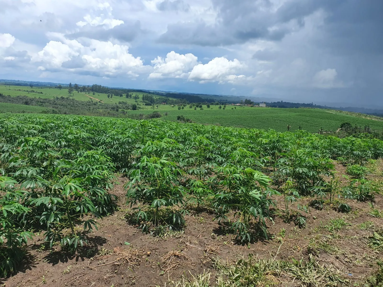 Fazenda à venda e para Arrendar de 303 ha em Bofete, SP, Brasil