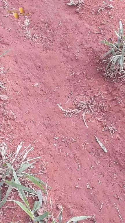 Fazenda à venda de 680 ha em Rondonópolis, MT, Brasil