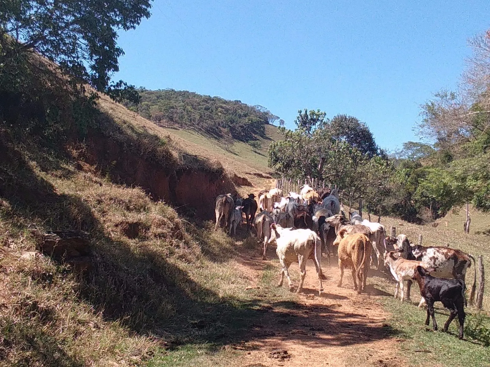 Fazenda à venda de 157 ha em Cunha, SP, Brasil