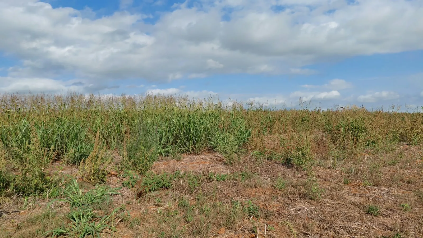 Fazenda para Arrendar de 66 ha em Ibiá, MG, Brasil