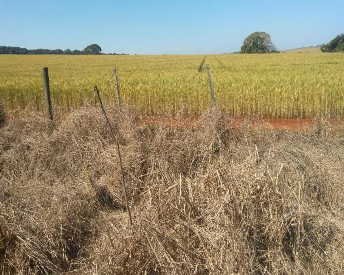 Fazenda à venda de 623 ha em Itapeva, SP, Brasil
