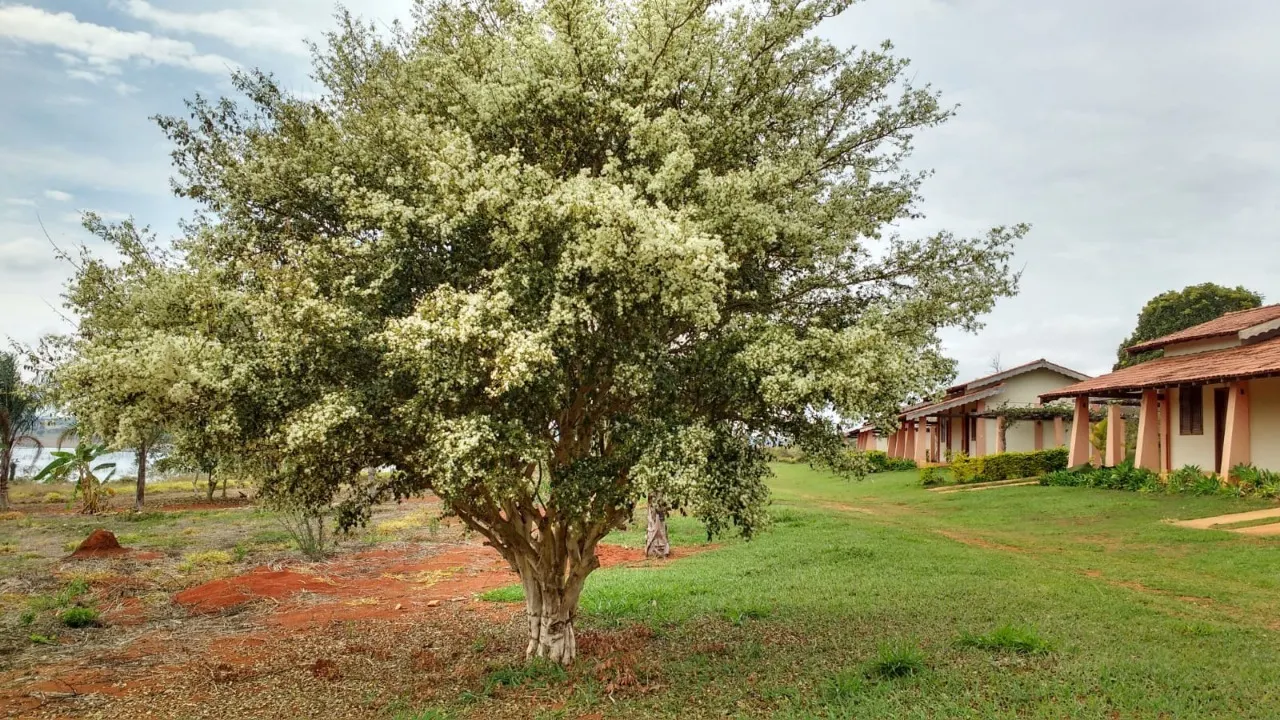 Sítio à venda de 10 ha em Boa Esperança, MG, Brasil