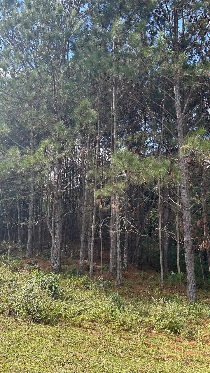 Sítio à venda de 3 ha em Joanópolis, SP, Brasil
