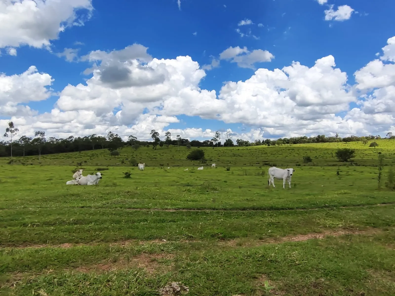 Fazenda à venda de 711 ha em Botucatu, SP, Brasil