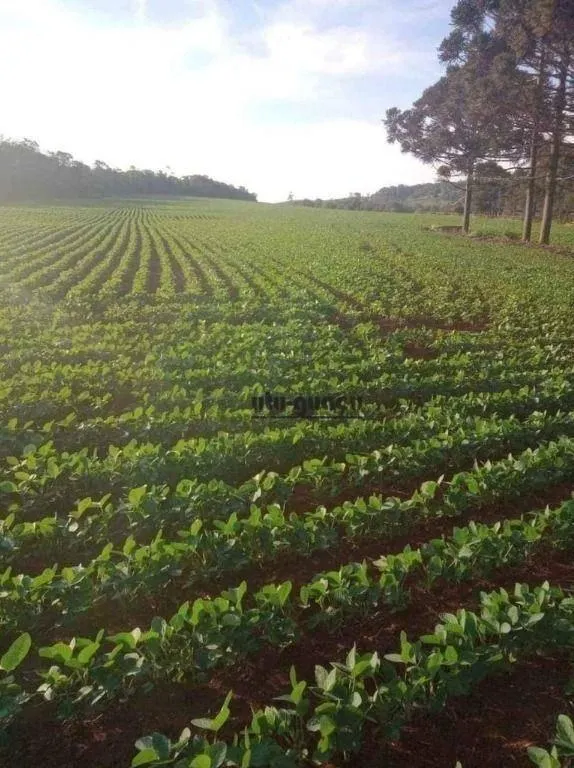 Fazenda à venda de 167 ha em Itapetininga, SP, Brasil