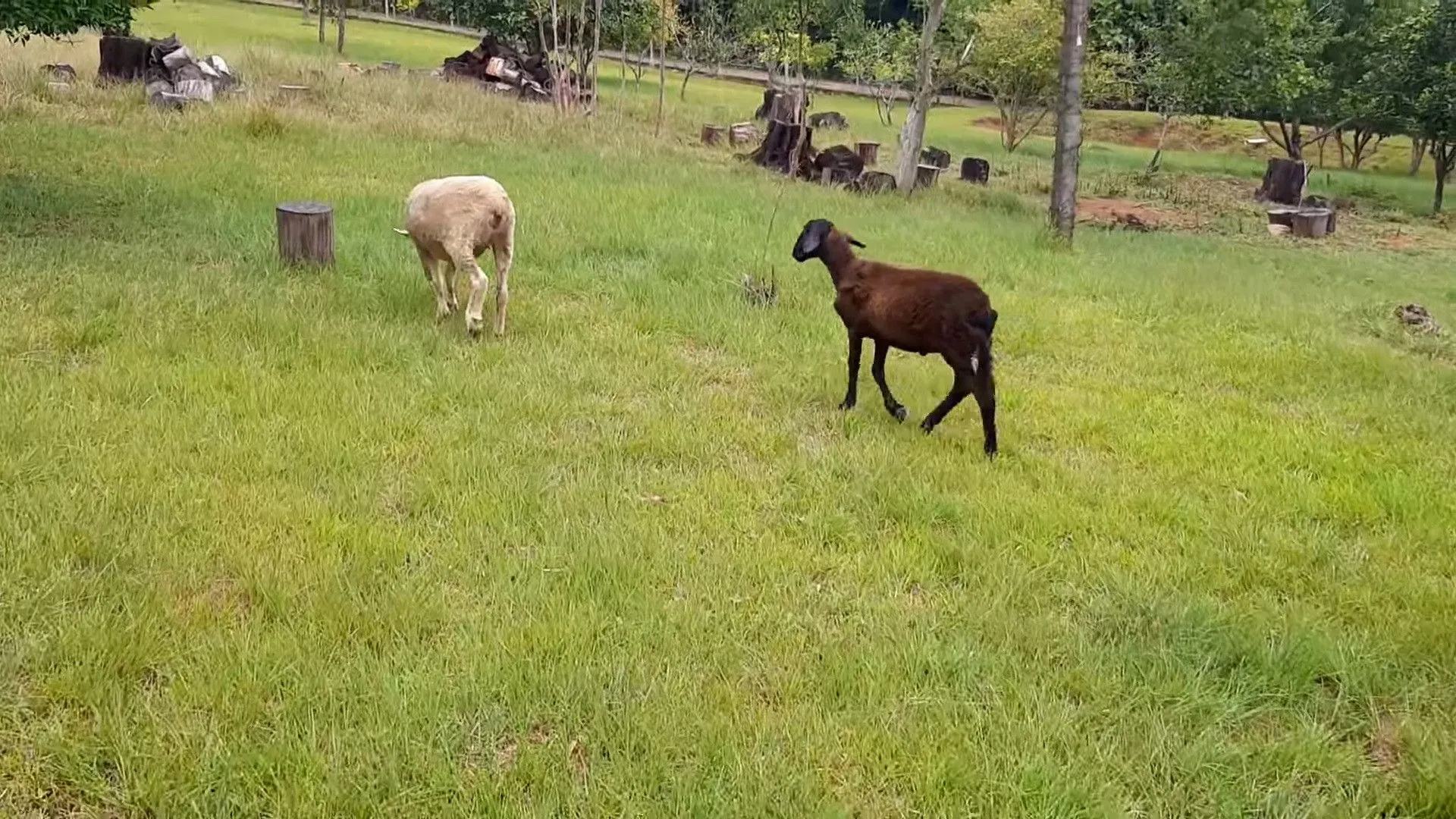 Small farm for sale of 37 acres in Parobé, RS, Brazil
