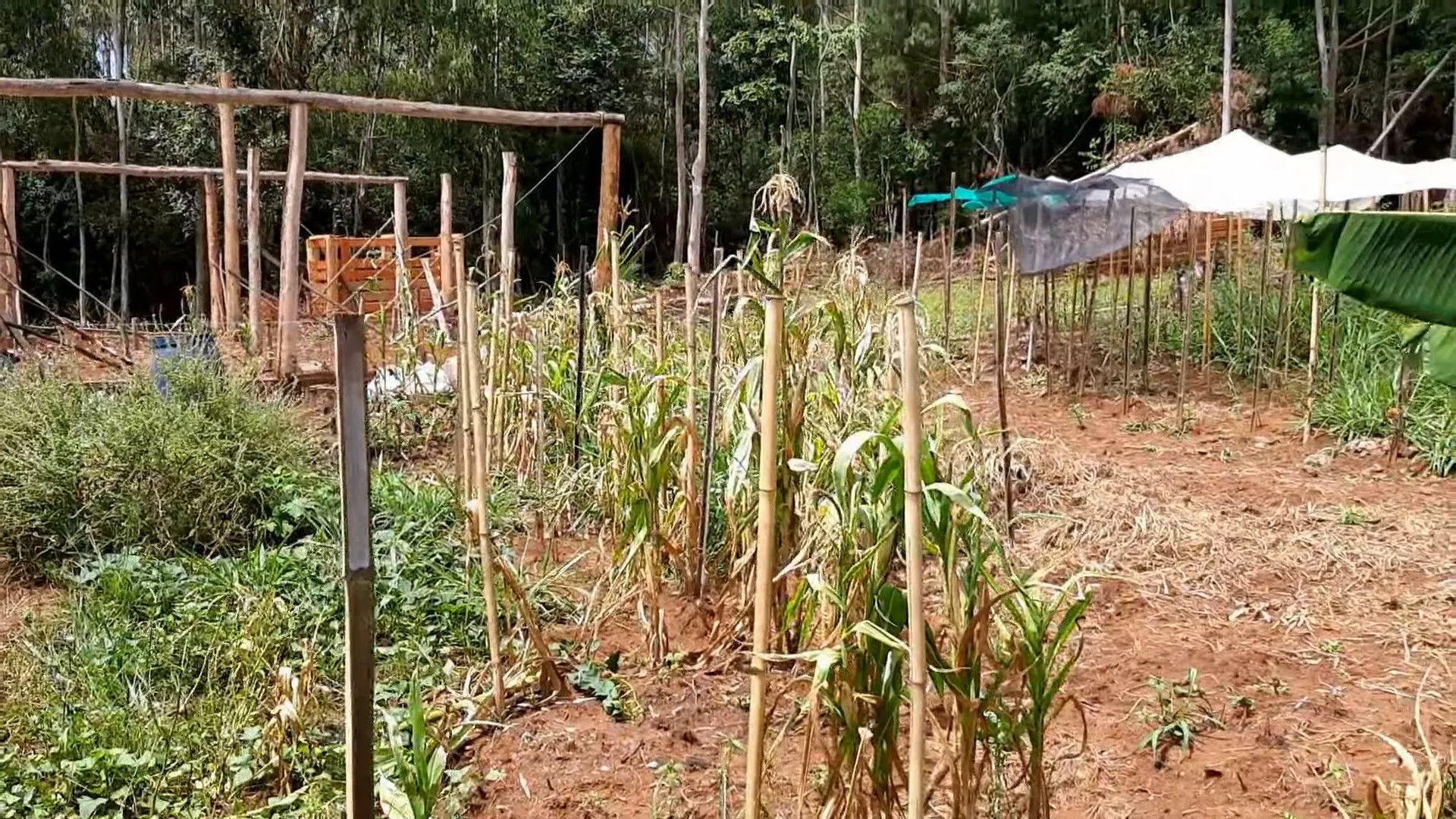 Small farm for sale of 37 acres in Parobé, RS, Brazil