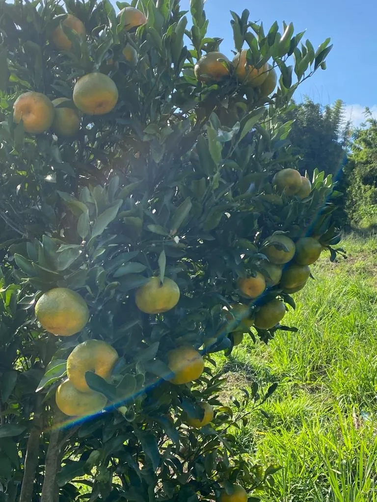 Small farm for sale of 24 acres in São Miguel Arcanjo, SP, Brazil