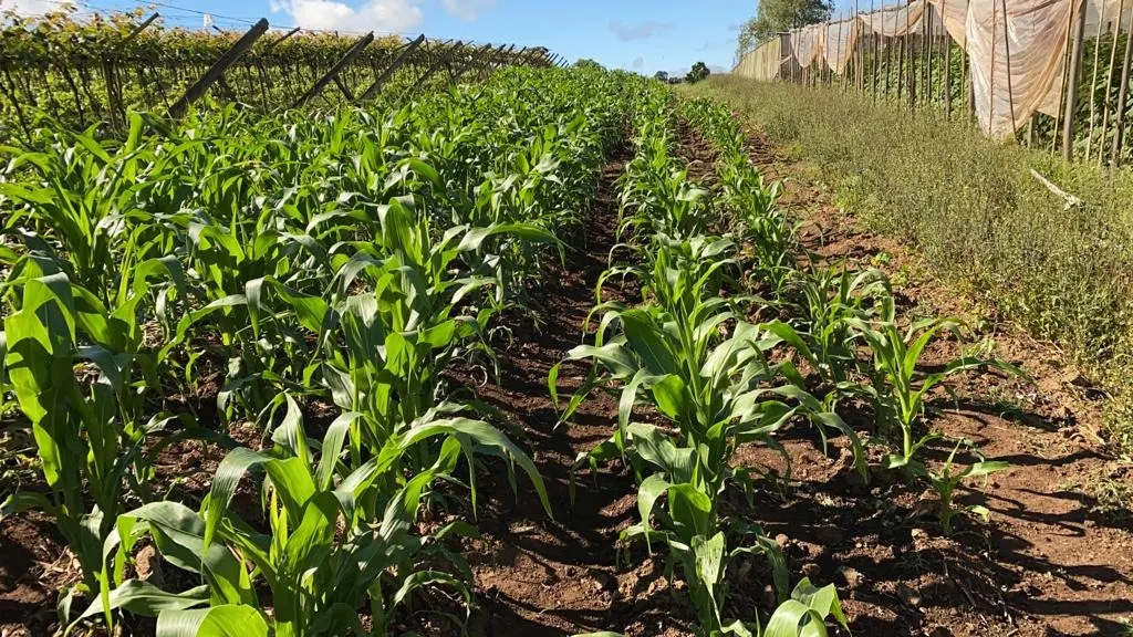 Small farm for sale of 24 acres in São Miguel Arcanjo, SP, Brazil