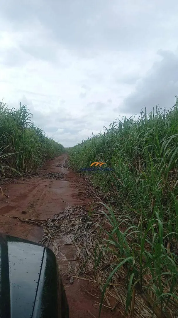 Fazenda à venda de 213 ha em Mogi Guaçu, SP, Brasil