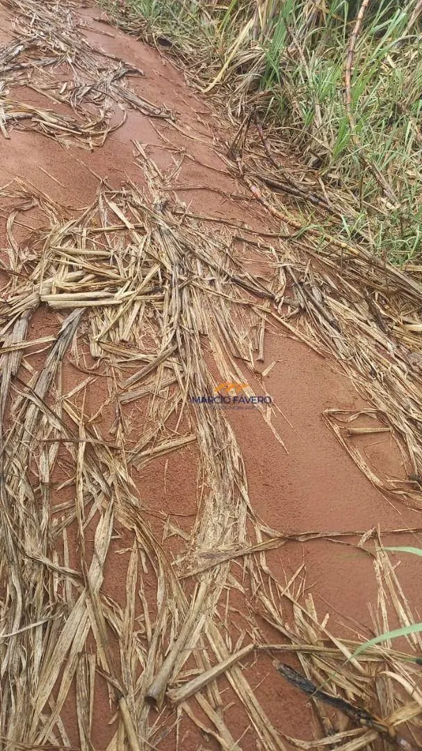 Fazenda à venda de 213 ha em Mogi Guaçu, SP, Brasil