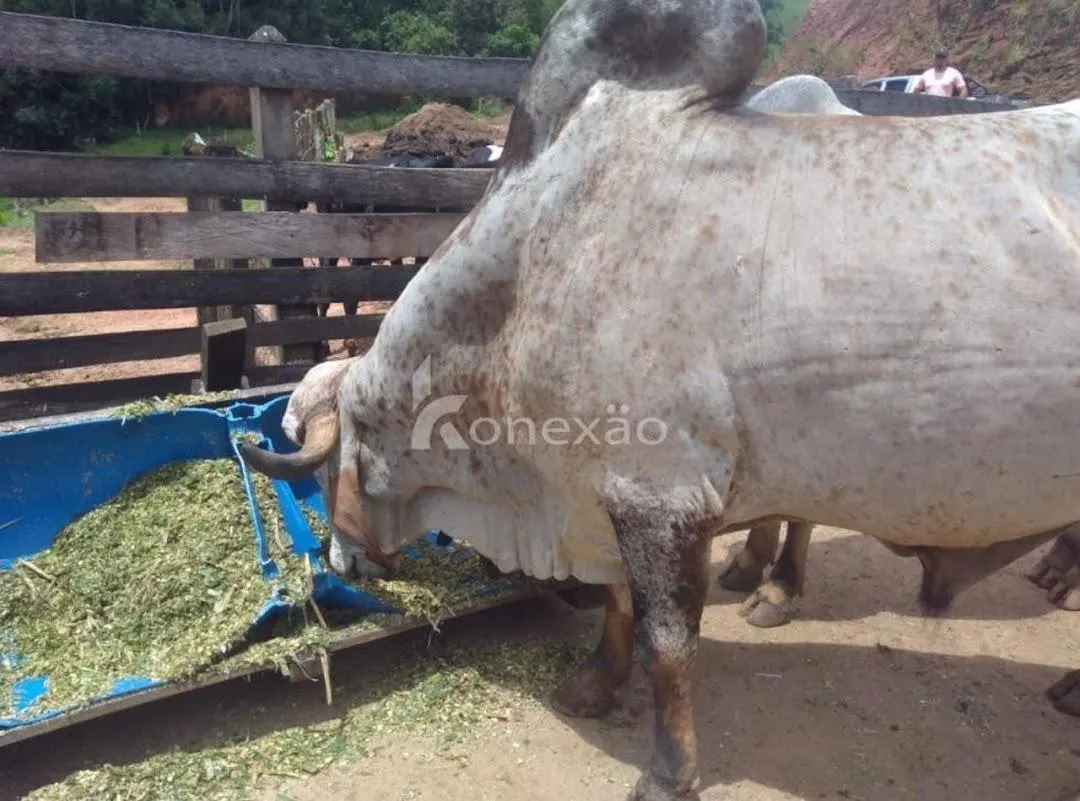 Fazenda à venda de 100 ha em Cunha, SP, Brasil