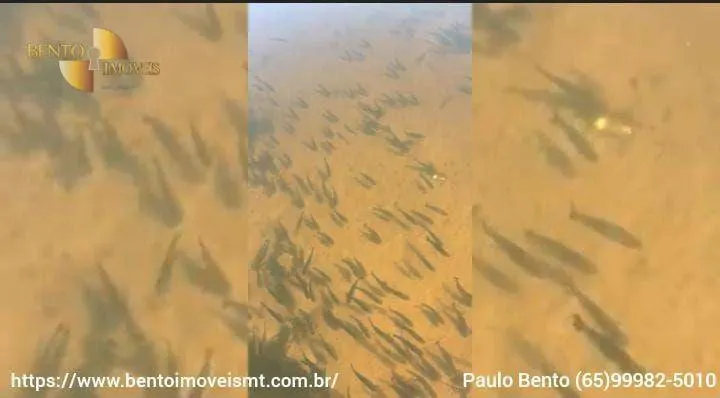 Fazenda à venda de 2.122 ha em Barão de Melgaço, MT, Brasil