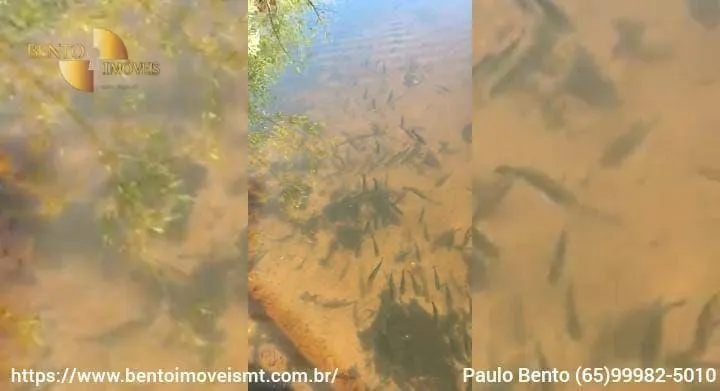 Fazenda à venda de 2.122 ha em Barão de Melgaço, MT, Brasil