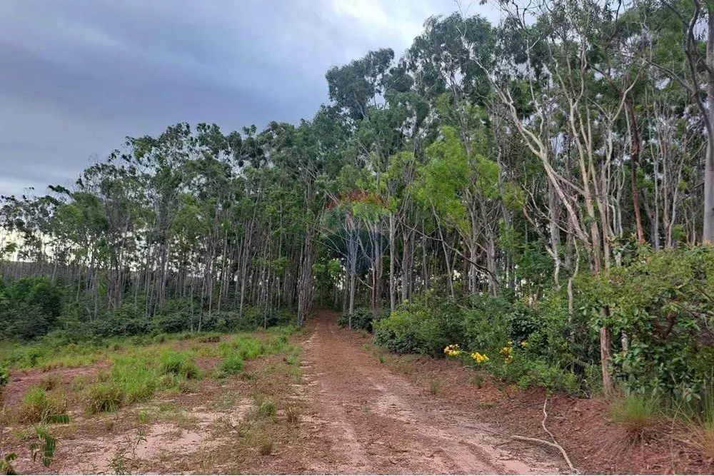 Fazenda à venda de 650 ha em Cajuru, SP, Brasil
