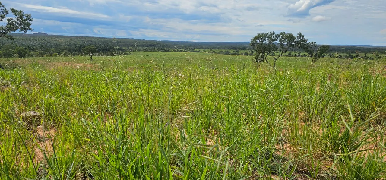 Fazenda à venda de 168 ha em Ponte Alta do Tocantins, TO, Brasil