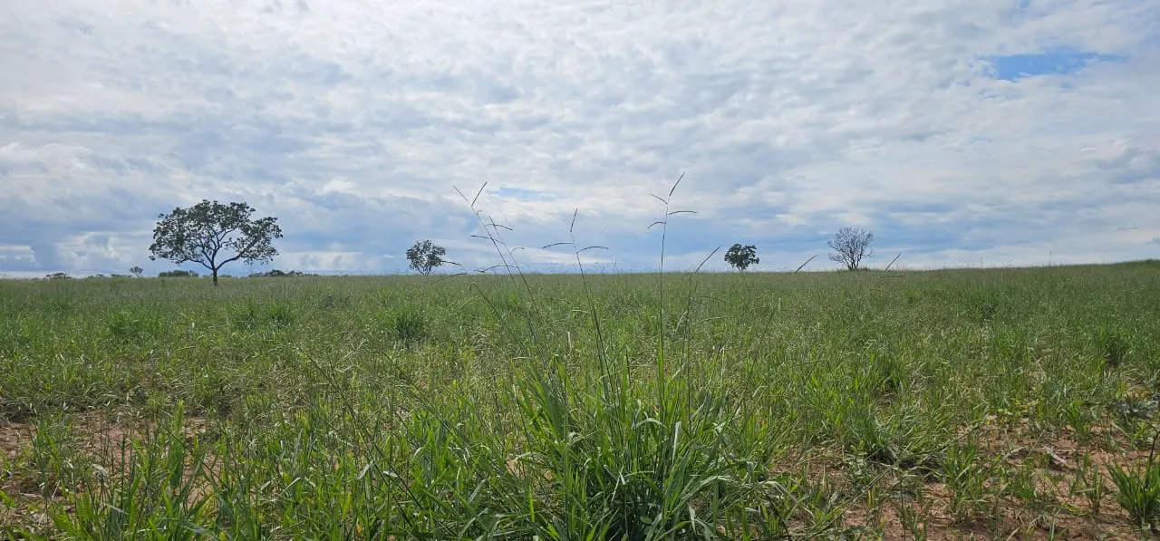 Fazenda à venda de 168 ha em Ponte Alta do Tocantins, TO, Brasil