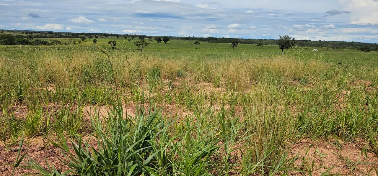Fazenda à venda de 168 ha em Ponte Alta do Tocantins, TO, Brasil