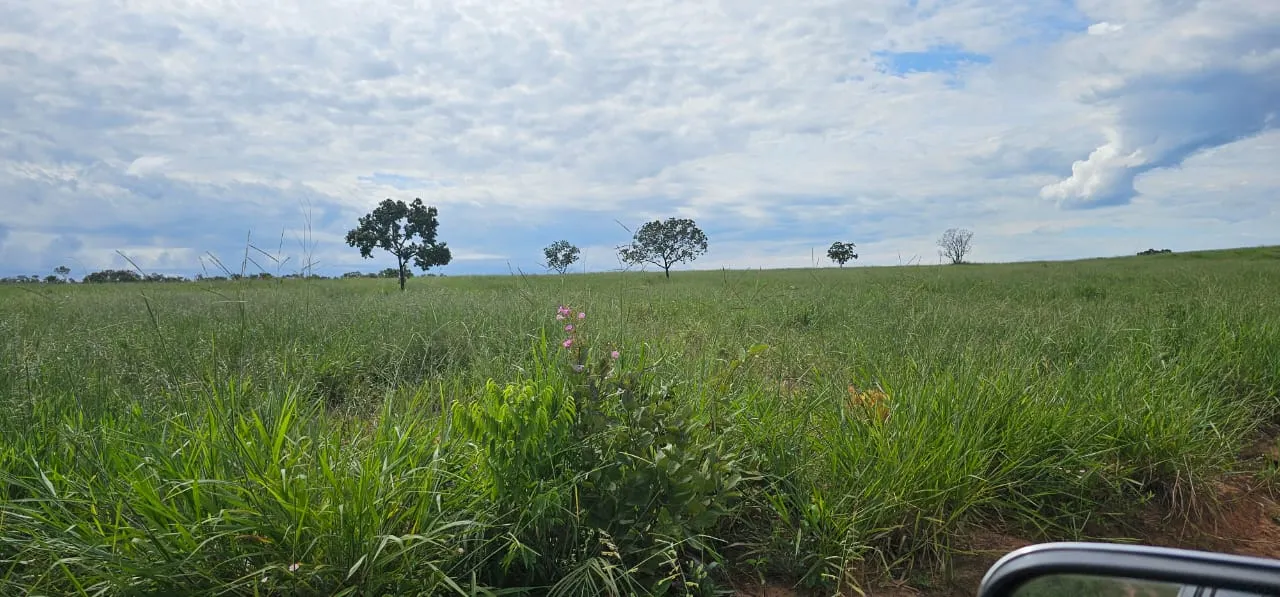 Fazenda à venda de 168 ha em Ponte Alta do Tocantins, TO, Brasil