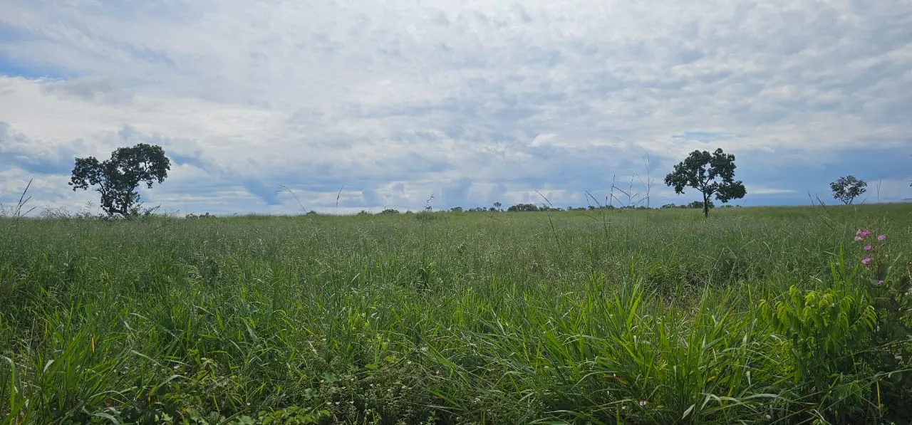 Fazenda à venda de 168 ha em Ponte Alta do Tocantins, TO, Brasil
