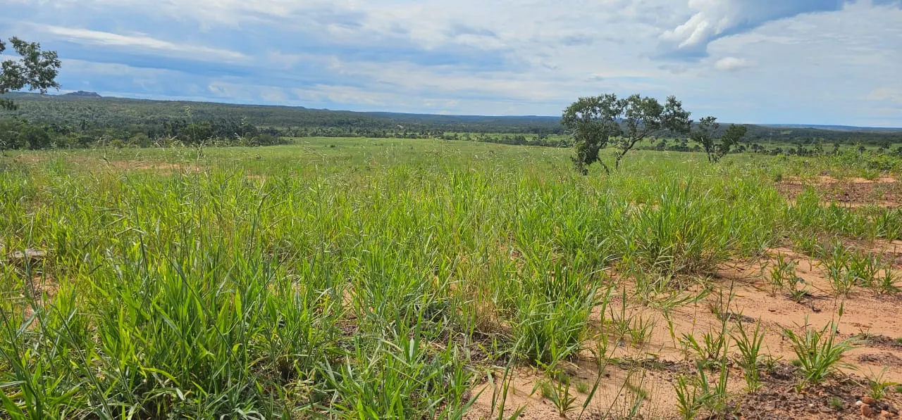 Fazenda à venda de 168 ha em Ponte Alta do Tocantins, TO, Brasil