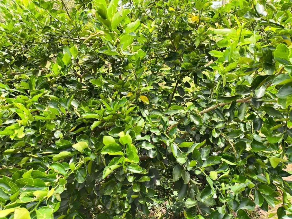 Sítio à venda de 7 ha em Cajuru, SP, Brasil