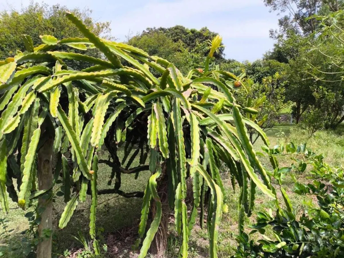 Sítio à venda de 7 ha em Cajuru, SP, Brasil