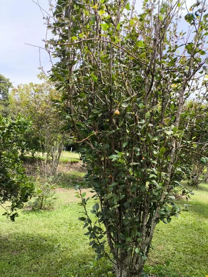 Sítio à venda de 7 ha em Cajuru, SP, Brasil
