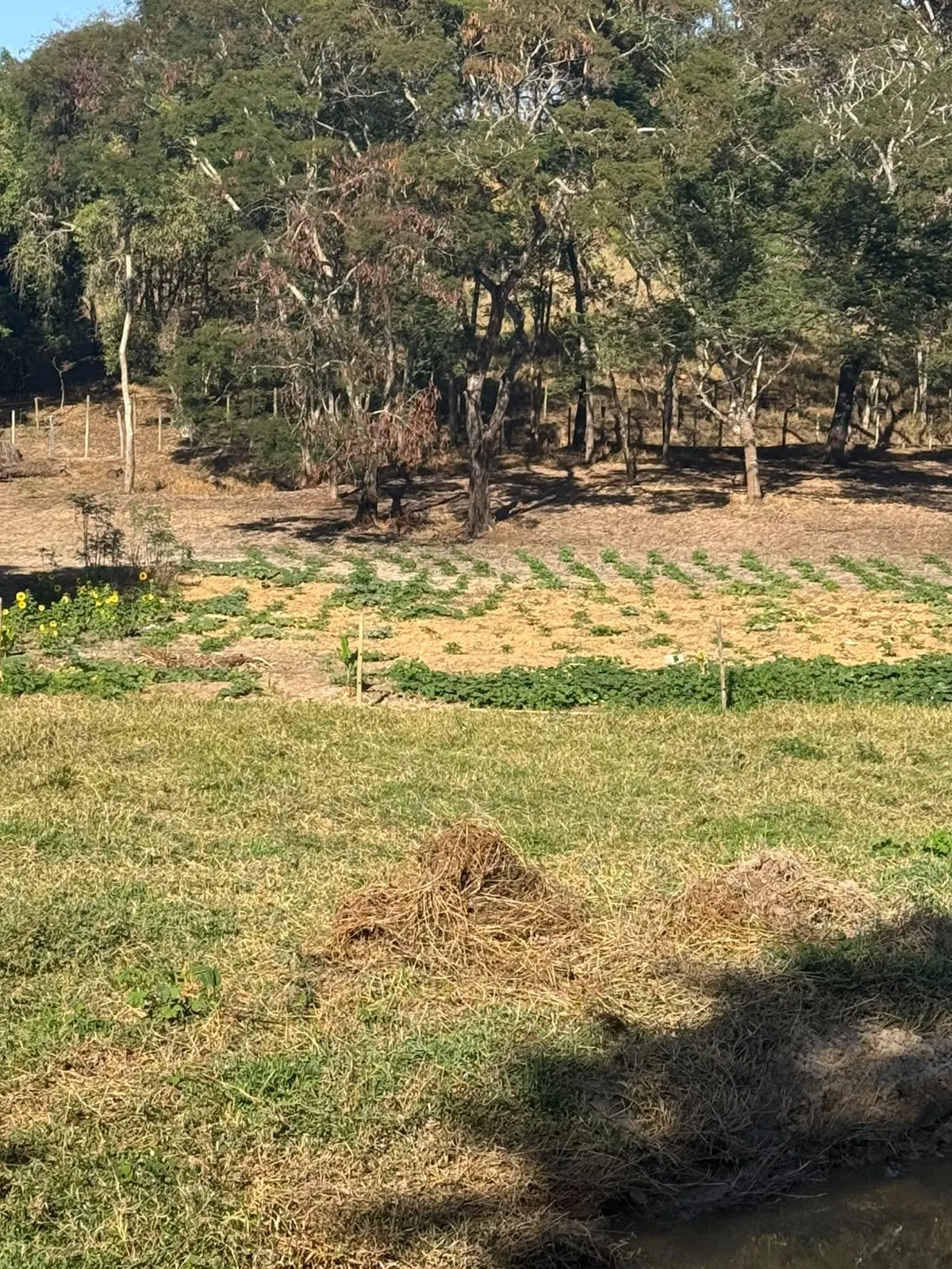 Sítio para Arrendar de 4 ha em Chiador, MG, Brasil