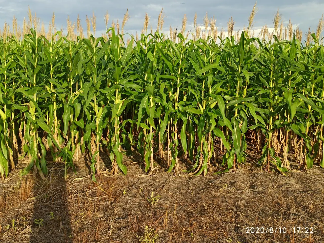 Farm for sale of 2,582 acres in Alto Alegre, RR, Brazil