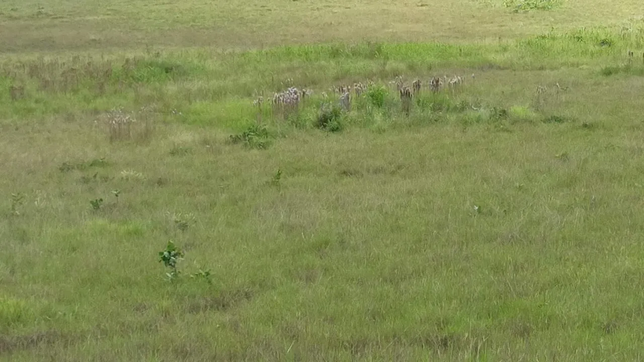Farm for sale of 2,582 acres in Alto Alegre, RR, Brazil
