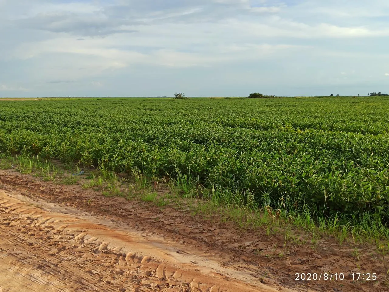 Farm for sale of 2,582 acres in Alto Alegre, RR, Brazil
