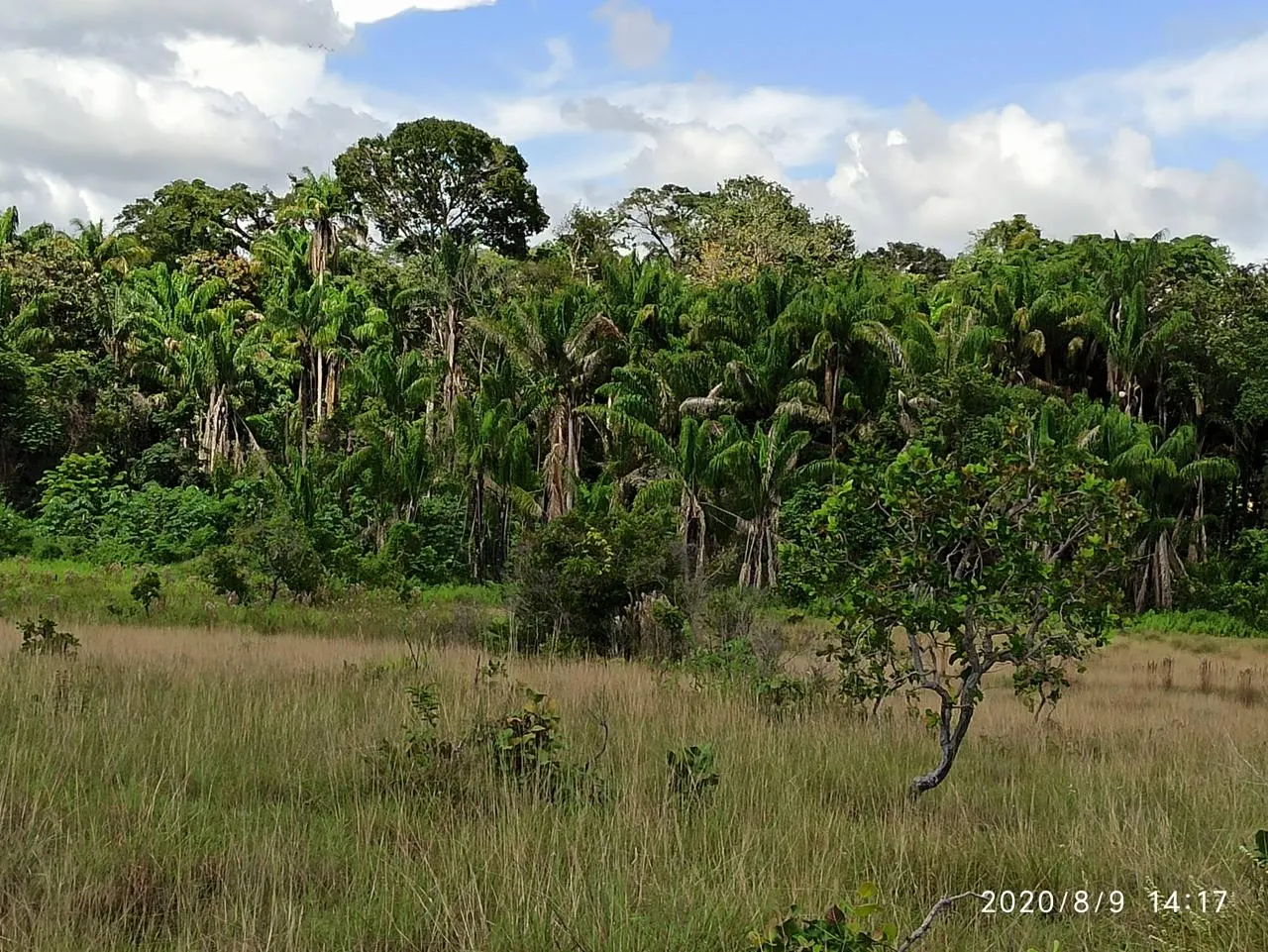 Farm for sale of 2,582 acres in Alto Alegre, RR, Brazil