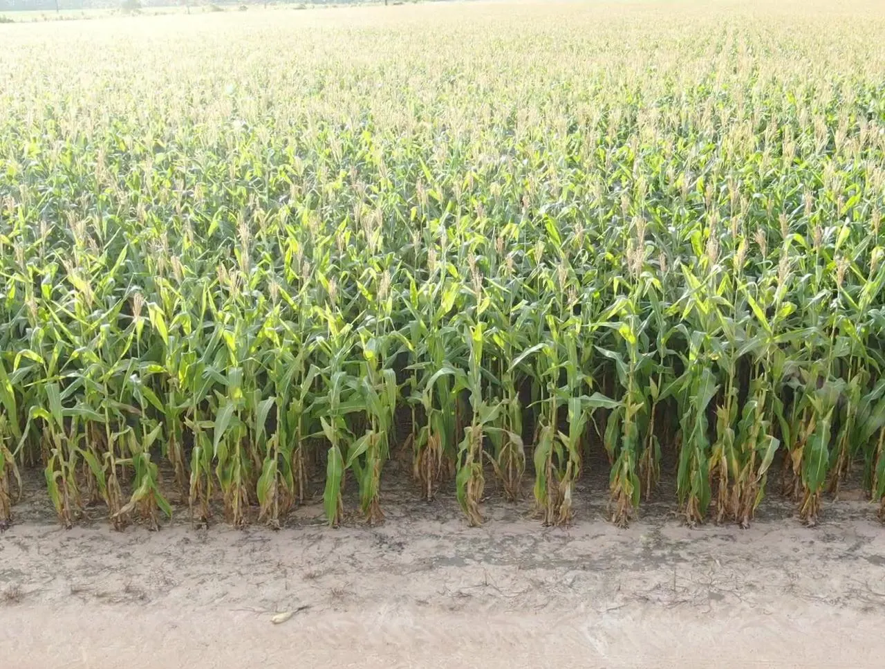 Farm for sale of 2,582 acres in Alto Alegre, RR, Brazil