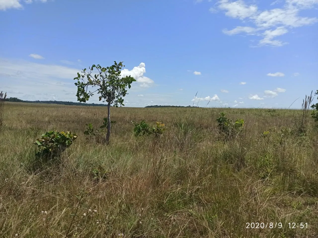 Farm for sale of 2,582 acres in Alto Alegre, RR, Brazil