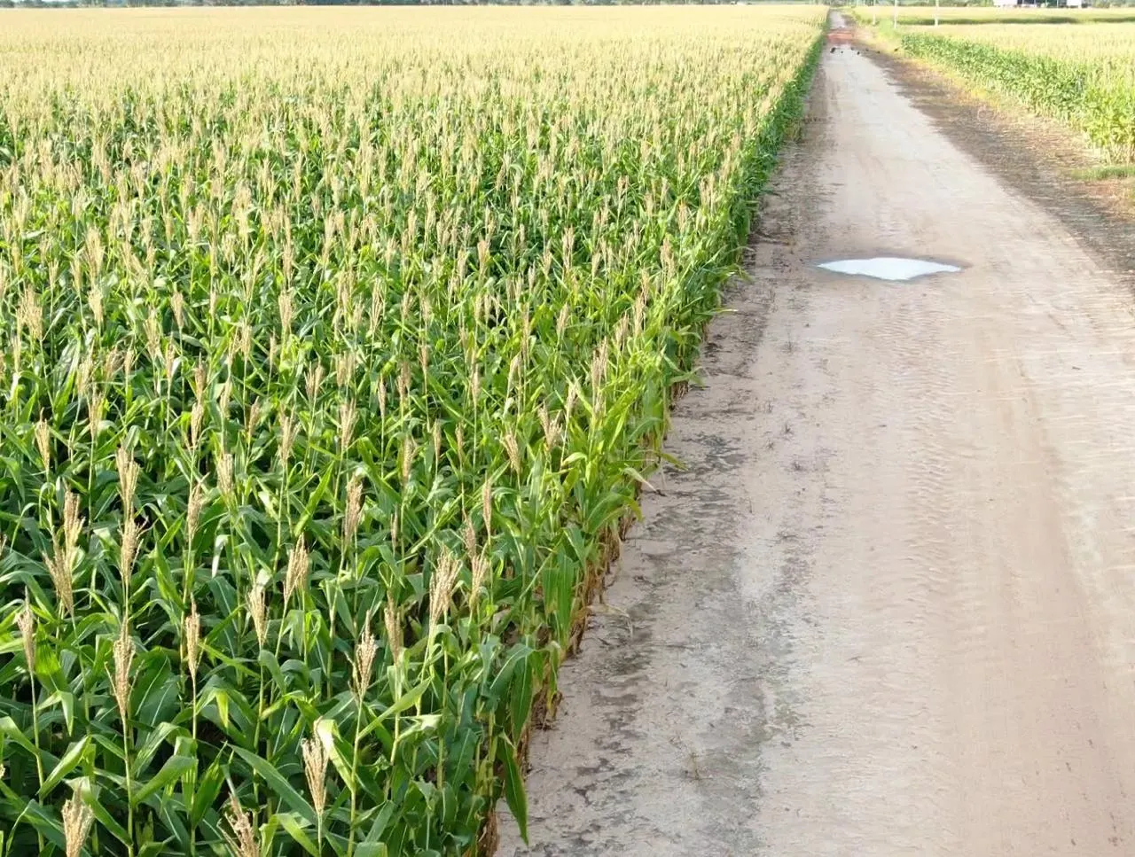 Farm for sale of 2,582 acres in Alto Alegre, RR, Brazil