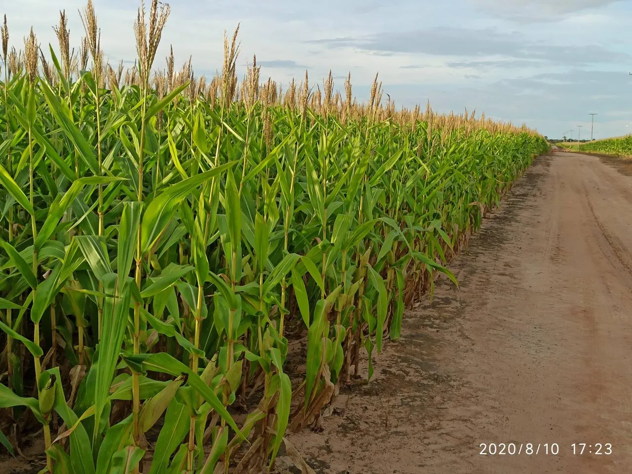 Farm for sale of 2,582 acres in Alto Alegre, RR, Brazil